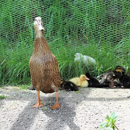 Apartamento Am Einoedhof