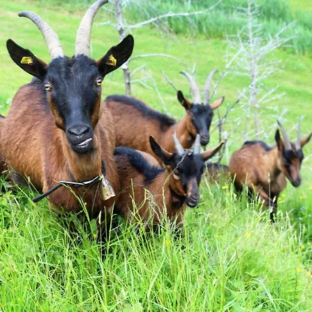 Am Einoedhof * Uttendorf