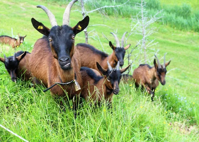 Am Einödhof * Uttendorf